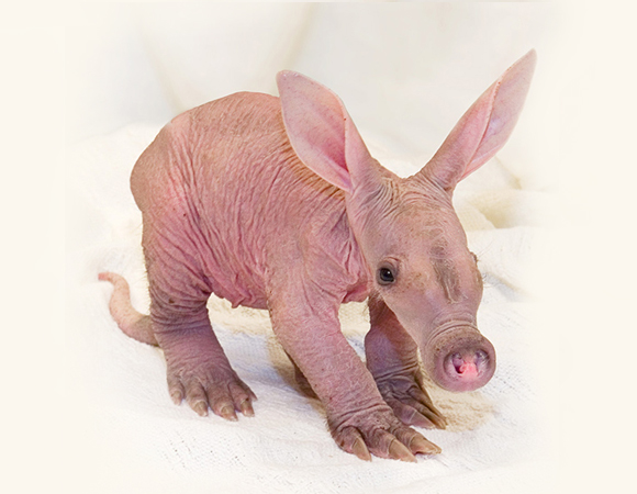 aardvark_repaint_580_2