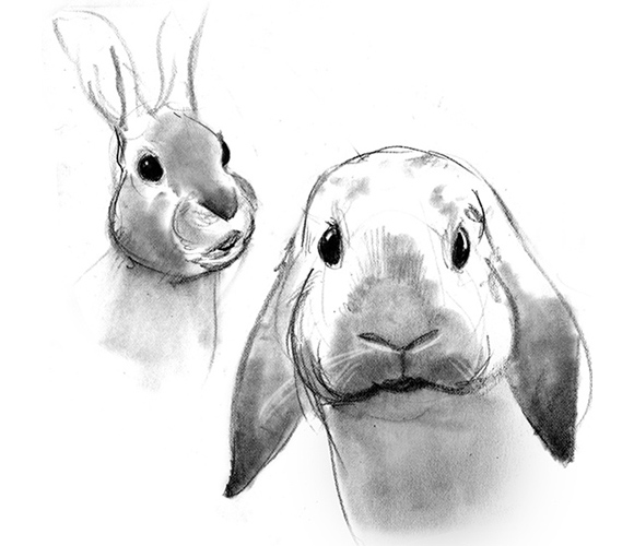 rabbit560